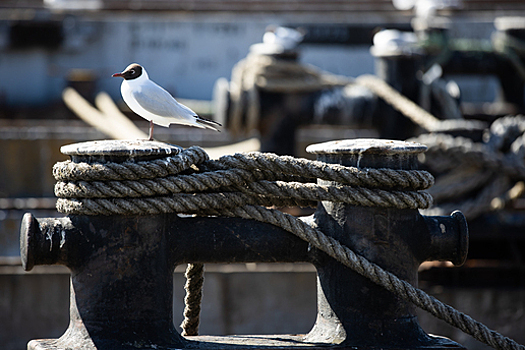 Необычная инфекция у клещей, трагедия в семье Аваевых и индексация соцвыплат: что на этой неделе произошло в области и за её пределами