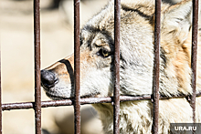 Что известно о нападениях волка в Курганской области