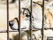 Что известно о нападениях волка в Курганской области