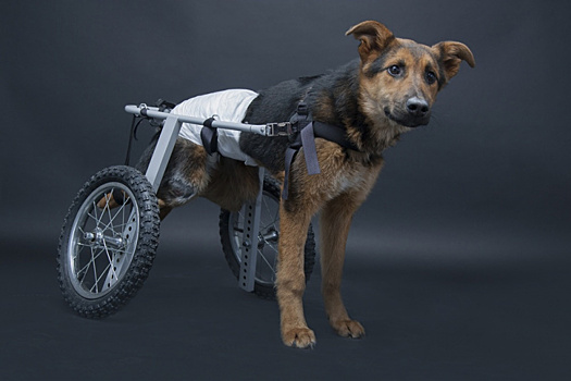Собаке-инвалиду, которую нашли на ялуторовской трассе, сделали операцию