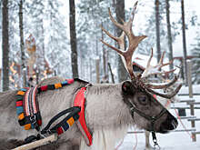 Участниками Съезда оленеводов в Якутии стали более 250 человек