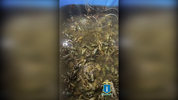 Ульяновская полиция пресекла нелегальную торговлю биоресурсами и изъяла 2,6 тысячи живых раков