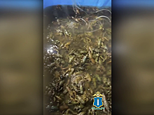 Ульяновская полиция пресекла нелегальную торговлю биоресурсами и изъяла 2,6 тысячи живых раков