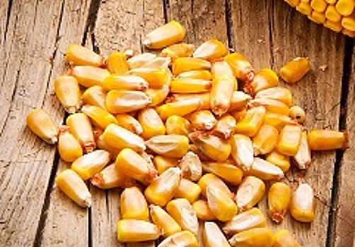 Ростовская область направила в Грузию почти 190 т кукурузы для попкорна