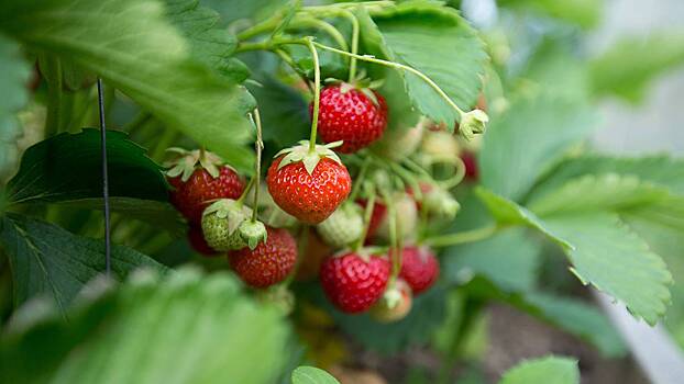 Самые распространенные болезни клубники и причины их появления