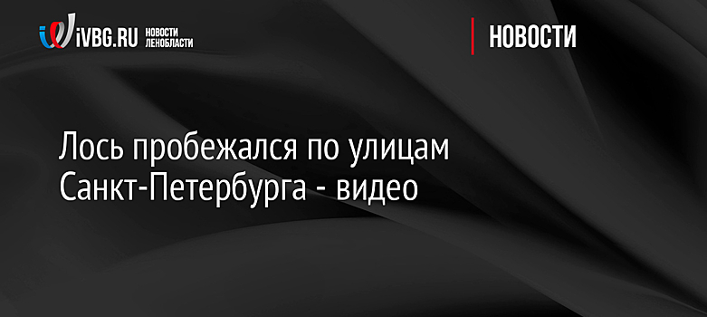 Лось пробежался по улицам Санкт-Петербурга - видео