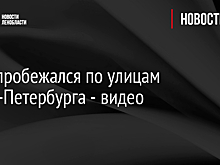 Лось пробежался по улицам Санкт-Петербурга - видео