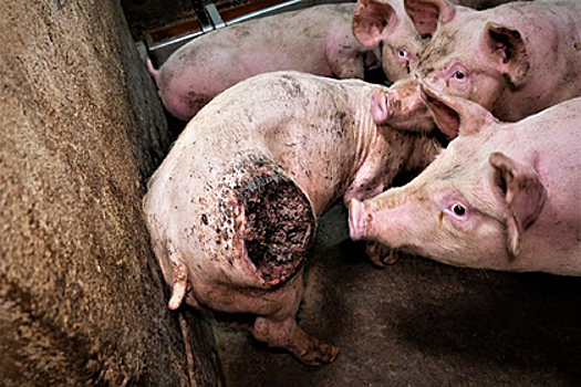 Поедающие друг друга заживо свиньи попали на видео