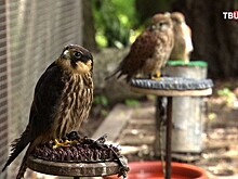 В Сокольниках выхаживают птиц, пострадавших от урагана