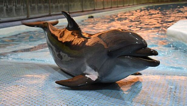 В Судаке обнаружили фейкового дельфина-альбиноса - видео