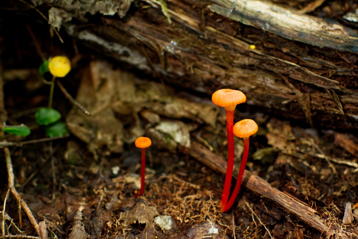 Что происходит с мертвыми деревьями в лесу
