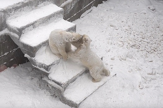 Белые медвежата устроили шуточную потасовку в Новосибирском зоопарке, возможную драку предотвратила их мама