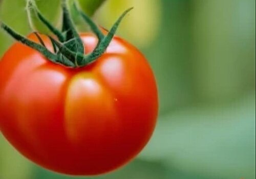 Корни помидоров имеют собственное мнение по поводу температуры