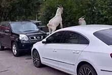 В Бутово козлы устроили драку на капоте автомобиля