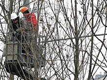 Более 30 деревьев кронировали в районе Коптево в зимний период