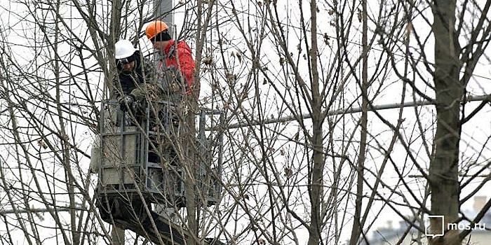 Более 30 деревьев кронировали в районе Коптево в зимний период