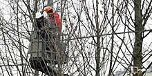 Более 30 деревьев кронировали в районе Коптево в зимний период