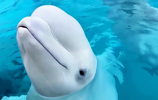 Зоозащитники по всему миру бьют тревогу из-за 30 китов-белух в Канаде