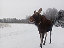 Костромских лосей увезли на дачу до весны