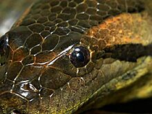 В ярославский зоопарк привезли двух парагвайских анаконд