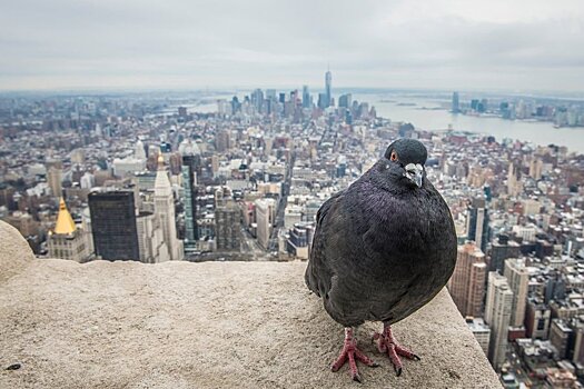 Учёные выяснили, что небоскрёбы в США убивают миллионы перелётных птиц в год