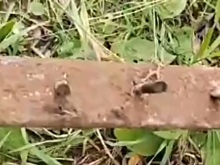 Ловушки с гвоздями расставили черные лесорубы у деревни Игрушка