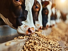 ВНИИЗЖ выпустил препарат для экспресс-проверки кормов на токсичность