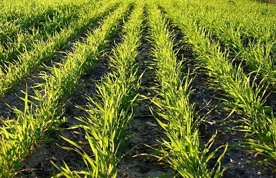 В Минпромторге посоветовали аграриям закупать удобрения заранее