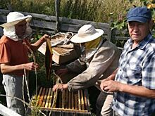 Где живут самые чистопородные пчелы в Башкирии