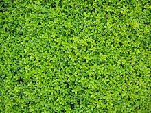 И дышать станет легче. В Омске установят природный фильтр воздуха?