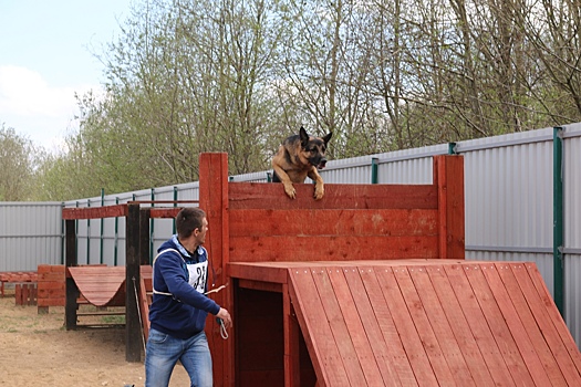 Челябинские собаководы попросят помощи у Котовой и Текслера