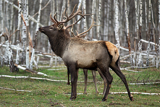 Олень убил спасшую его женщину