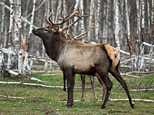 Олень убил спасшую его женщину