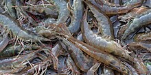 Массовый выброс креветок произошел на берегу залива Святой Ольги в Приморье