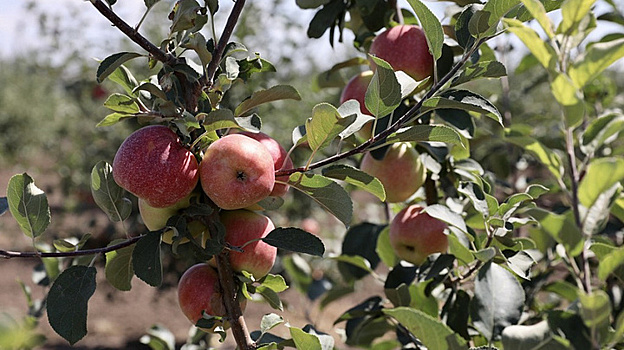 Глава Краснодарского края примет участие в закладке сада интенсивного типа