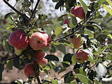 Глава Краснодарского края примет участие в закладке сада интенсивного типа