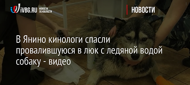 В Янино кинологи спасли провалившуюся в люк с ледяной водой собаку - видео