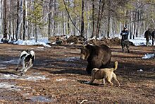 В Якутске стартовали соревнования среди охотничьих лаек по подсадному медведю