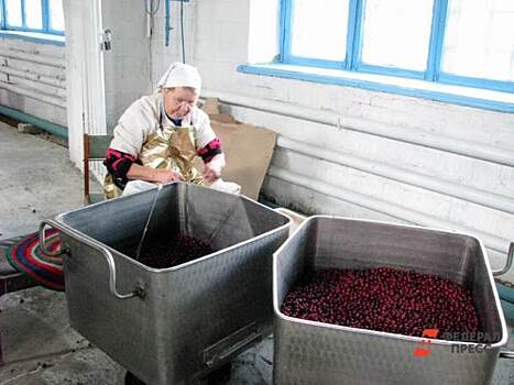 ​Зауральские аграрии получат субсидию для производства ягод