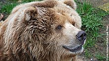 Зоолог рассказал, как жителям Мытищ вести себя при встрече с медведем