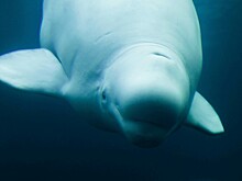 Названный в честь Путина кит-шпион стал героем нового фильма