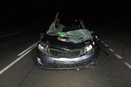 В Тверской области пассажир автомобиля погиб в ДТП с лосем