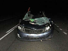 В Тверской области пассажир автомобиля погиб в ДТП с лосем