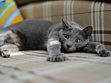 Роботы научились генерировать фотографии котиков