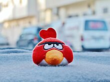 Angry Birds в Амстердаме: свиней бросили на борьбу с птицами в аэропорту