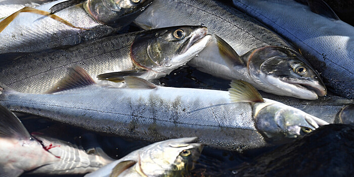 Рекордное количество лосося за пять лет выловили в России
