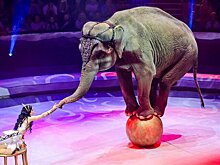 Депутат Баженов: ГД не нанесет вреда циркам при обсуждении запрета выступлений животных