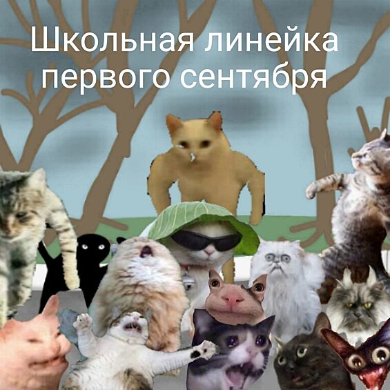 Кошачье-мемное первое сентября.