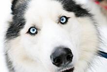 Ученые выяснили почему у хаски «ледяные» голубые глаза