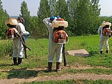 В Октябрьском районе от борщевика обработают около 50 участков